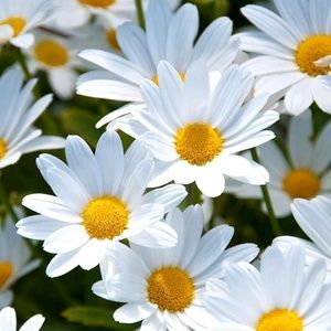 Meet your Posher, Manda